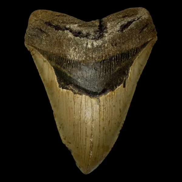 6.28" Megalodon Tooth Fossil