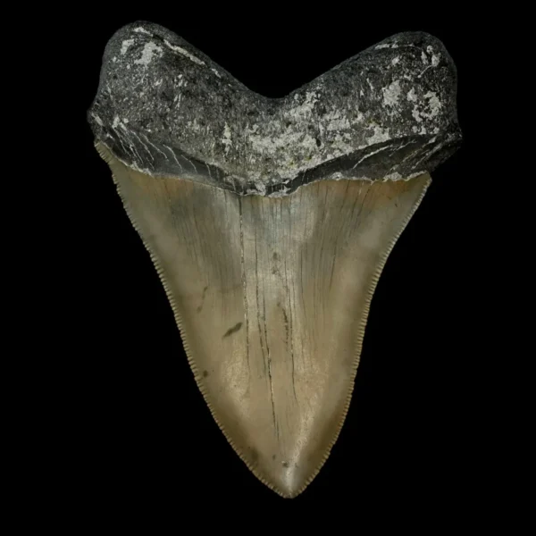 4.41" Megalodon Tooth Fossil - Image 2