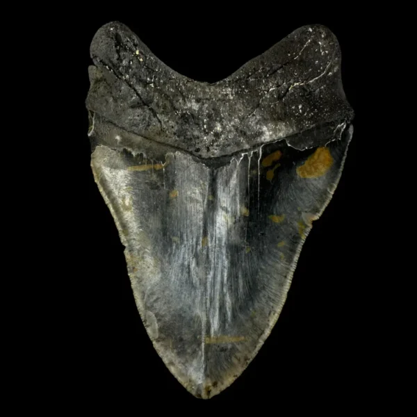 6.04" Megalodon Tooth Fossil - Image 2