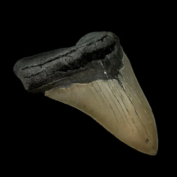 4.41" Megalodon Tooth Fossil - Image 4