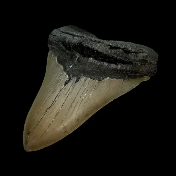 4.41" Megalodon Tooth Fossil - Image 3