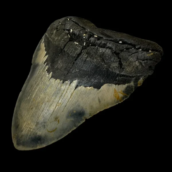 6.04" Megalodon Tooth Fossil - Image 3
