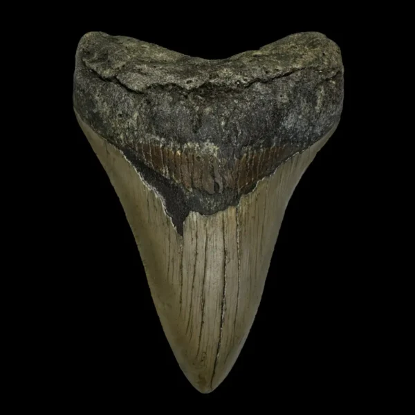 4.68" Megalodon Tooth Fossil