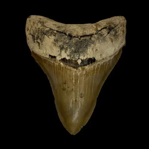 3.80" Serrated Megalodon Tooth Fossil
