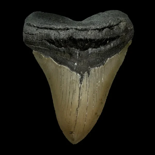 4.41" Megalodon Tooth Fossil