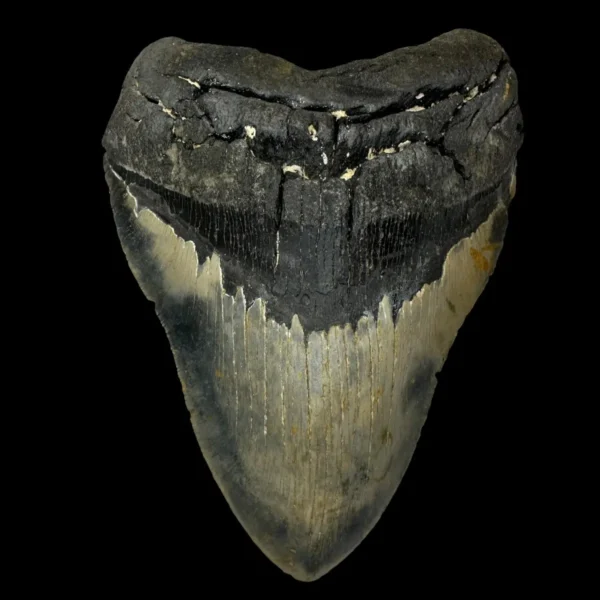 6.04" Megalodon Tooth Fossil