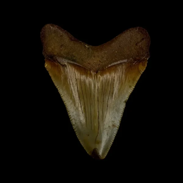 Fossil Chubutensis Tooth 2.58" - Image 2