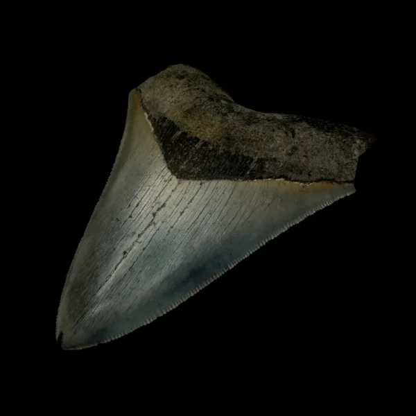 4.20" Serrated Megalodon Tooth Fossil - Image 3