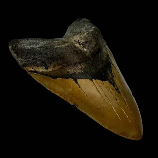 6.47" Megalodon Tooth Fossil - Image 4
