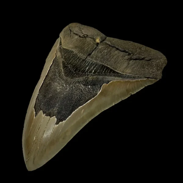 6.08" Serrated Megalodon Tooth Fossil - Image 3
