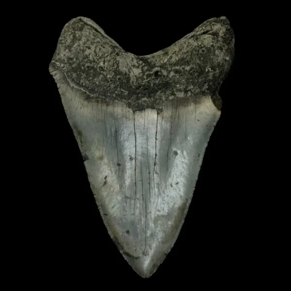 5.23" Megalodon Tooth Fossil - Image 2