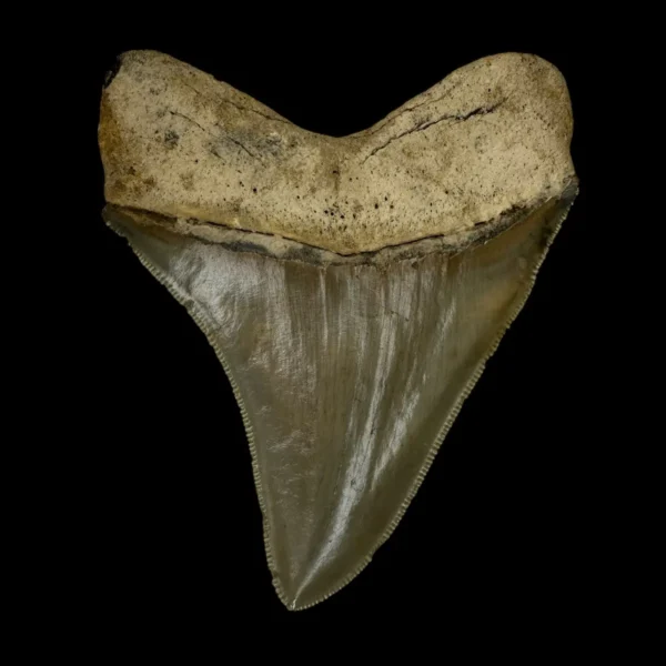 4.03" Serrated Megalodon Tooth Fossil - Image 2
