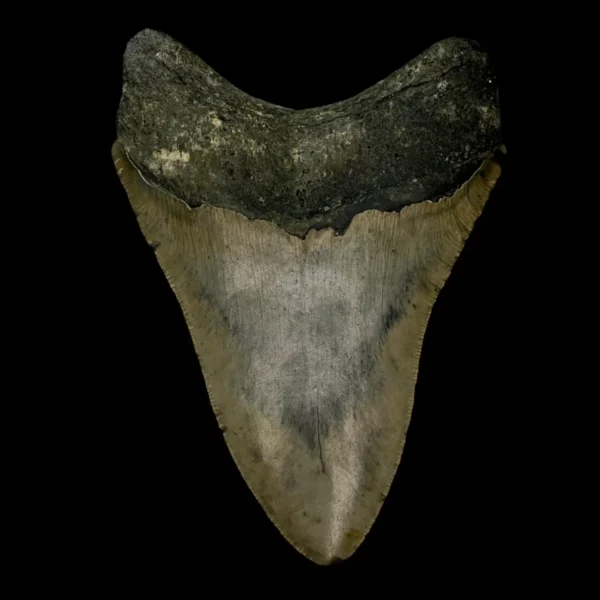 4.65" Megalodon Tooth Fossil - Image 2