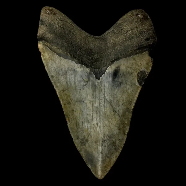 6.22" Megalodon Tooth Fossil - Image 2