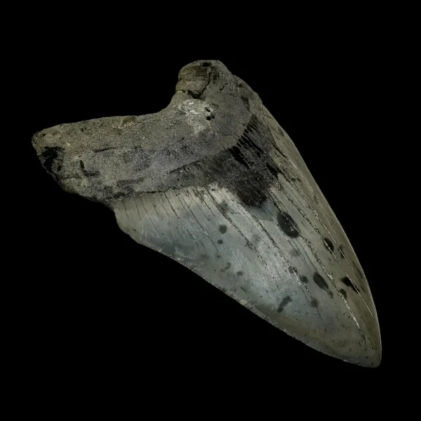 5.23" Megalodon Tooth Fossil - Image 4