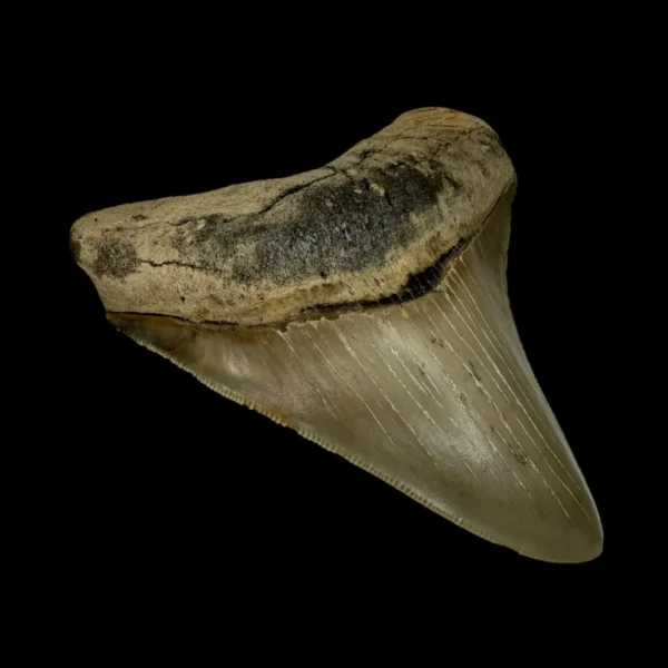 4.03" Serrated Megalodon Tooth Fossil - Image 4