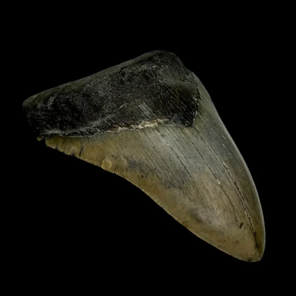 4.65" Megalodon Tooth Fossil - Image 4