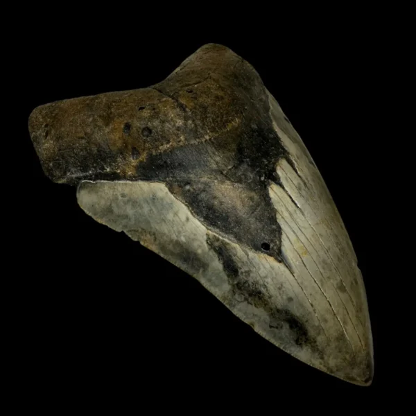 6.22" Megalodon Tooth Fossil - Image 4