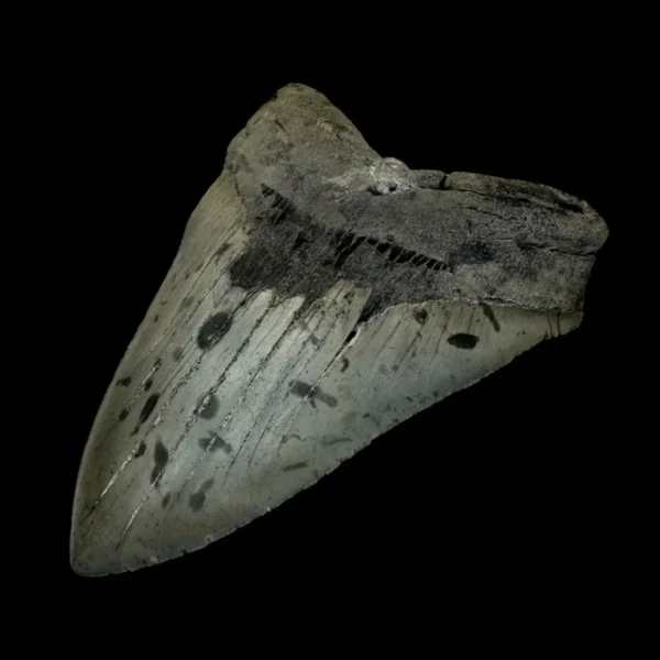 5.23" Megalodon Tooth Fossil - Image 3