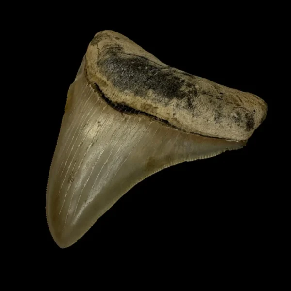 4.03" Serrated Megalodon Tooth Fossil - Image 3