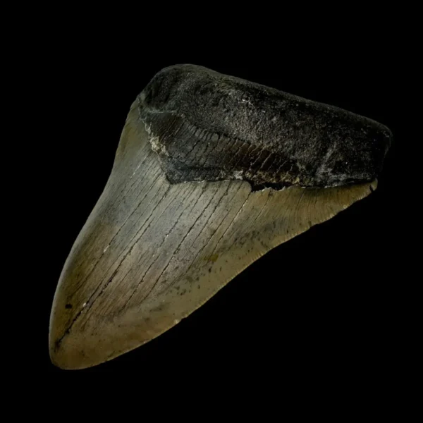 4.65" Megalodon Tooth Fossil - Image 3