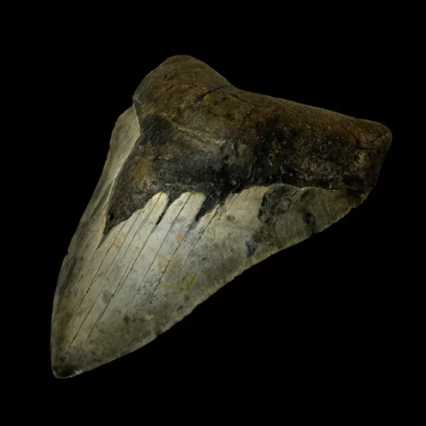 6.22" Megalodon Tooth Fossil - Image 3