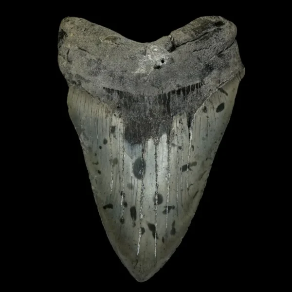 5.23" Megalodon Tooth Fossil
