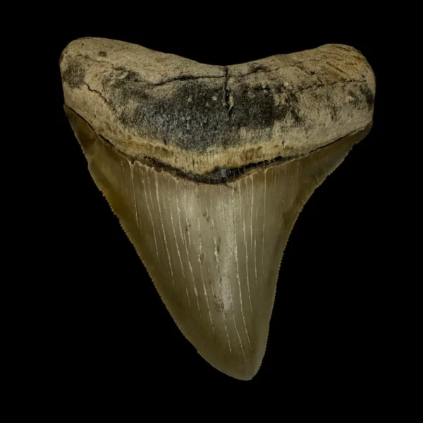 4.03" Serrated Megalodon Tooth Fossil