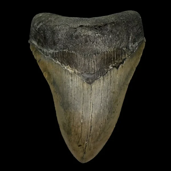 4.65" Megalodon Tooth Fossil