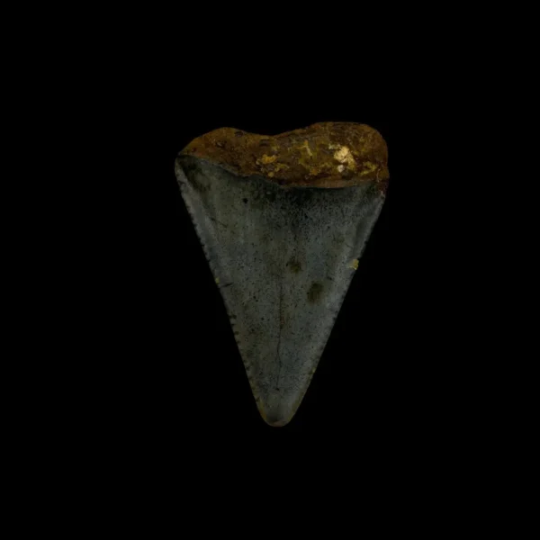 Great White Tooth Fossil 1.67" - Image 2