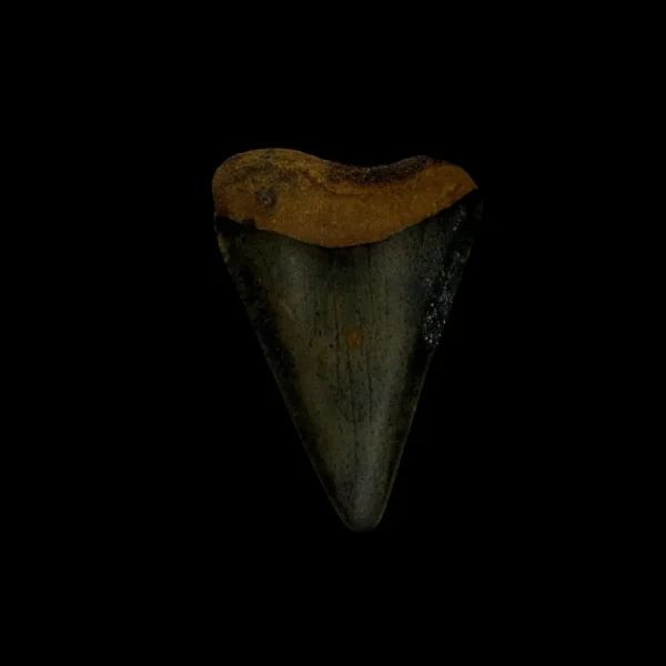 Great White Tooth Fossil 1.67"