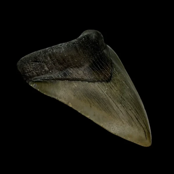 3.98" Megalodon Tooth Fossil - Image 4