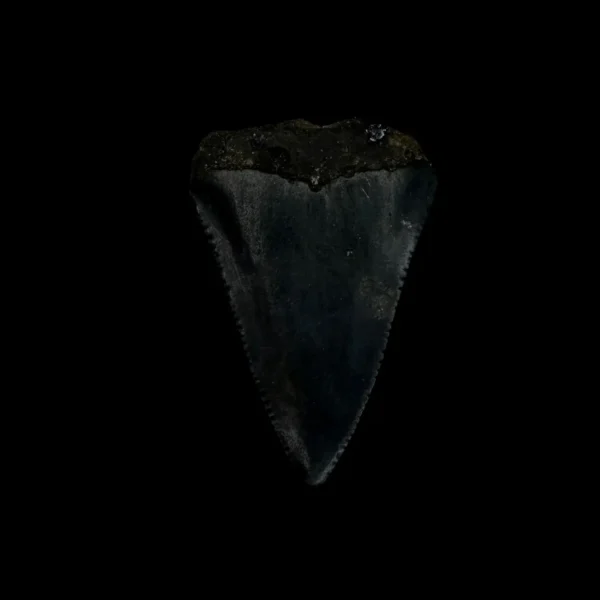 Great White Tooth Fossil 1.75" - Image 2