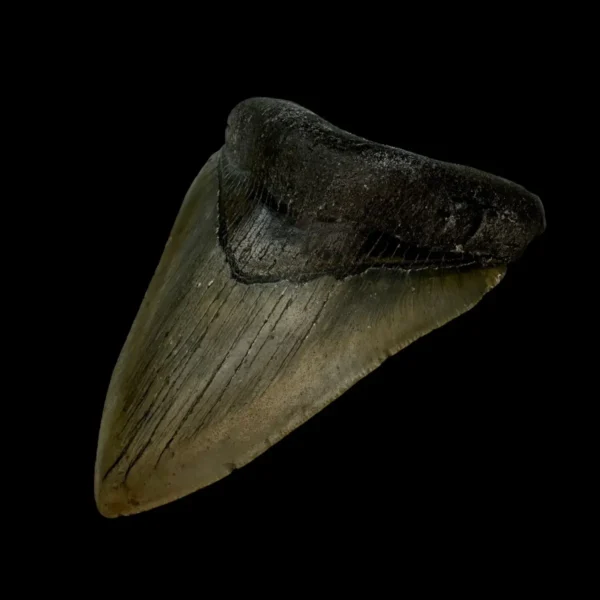 3.98" Megalodon Tooth Fossil - Image 3