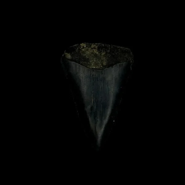 Great White Tooth Fossil 1.75"