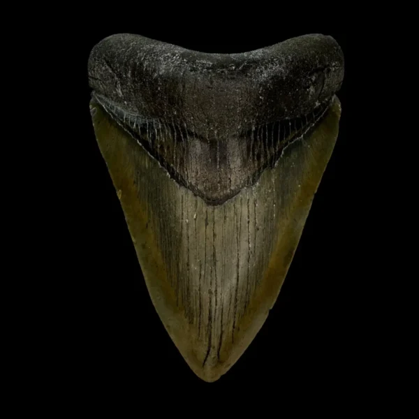 3.98" Megalodon Tooth Fossil