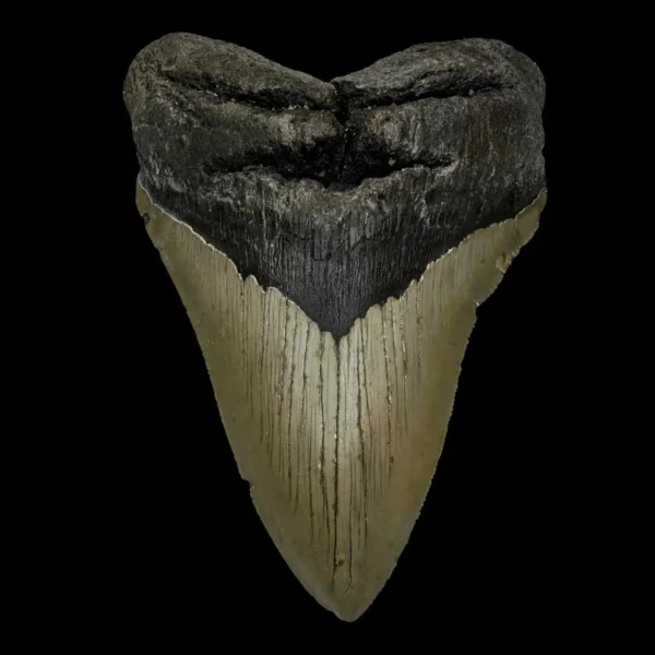 5.44" Serrated Megalodon Tooth Fossil