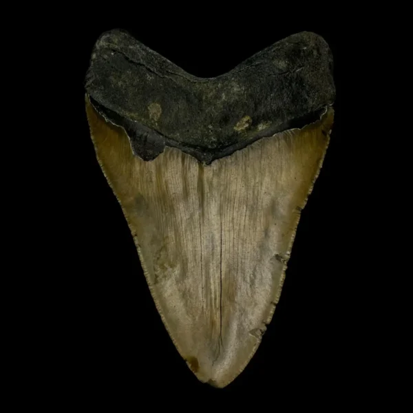 4.97" Megalodon Tooth Fossil - Image 2
