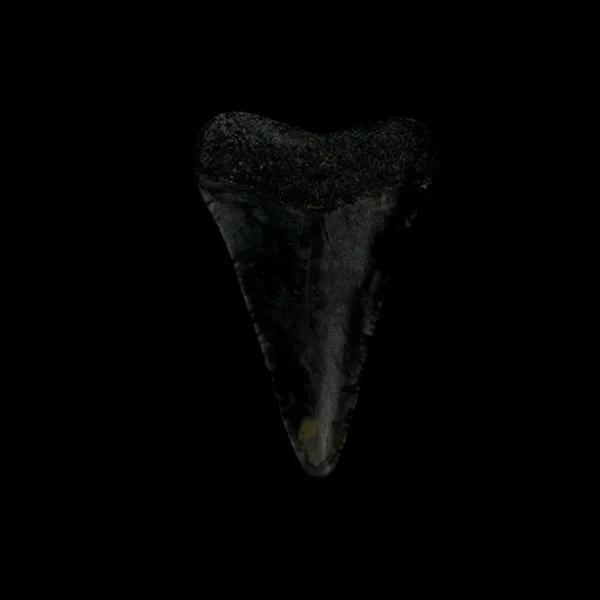 Great White Tooth Fossil 1.74" - Image 2