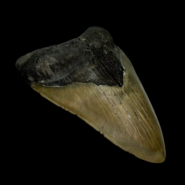 4.97" Megalodon Tooth Fossil - Image 4