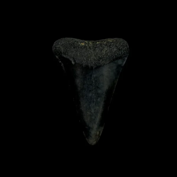 Great White Tooth Fossil 1.74"