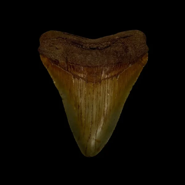 Fossil Chubutensis Tooth 2.58"