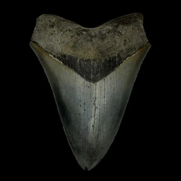 4.20" Serrated Megalodon Tooth Fossil