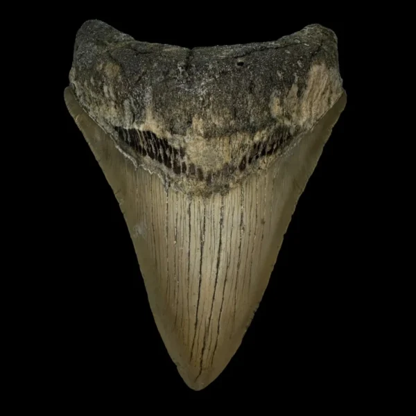 4.53" Megalodon Tooth Fossil