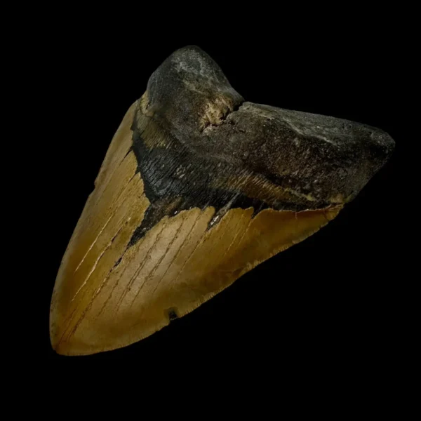 6.47" Megalodon Tooth Fossil - Image 3