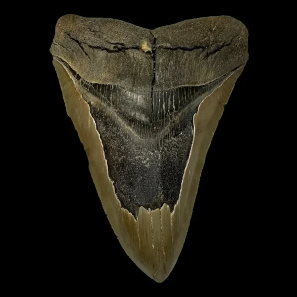 6.08" Serrated Megalodon Tooth Fossil
