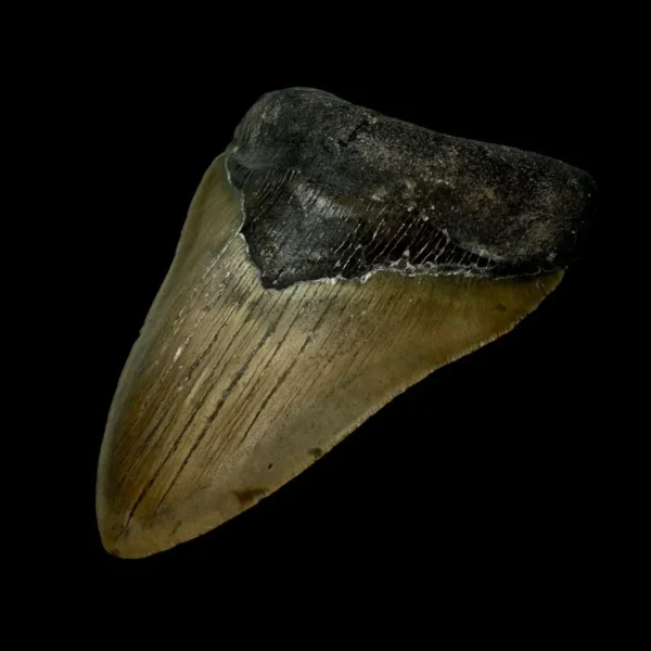 4.97" Megalodon Tooth Fossil - Image 3