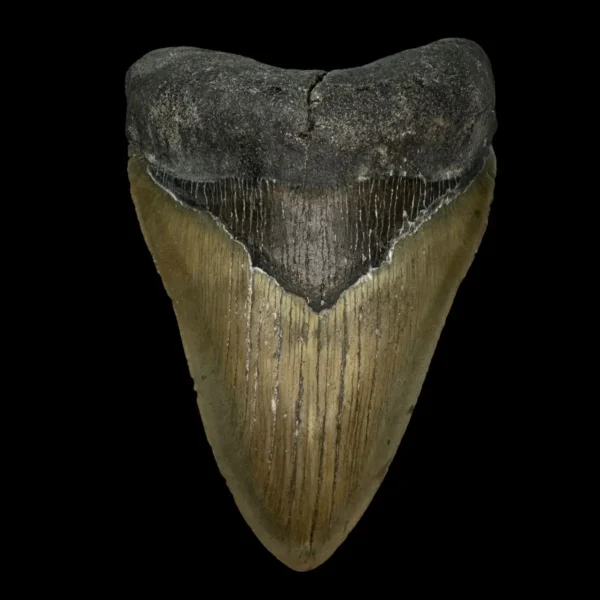 4.97" Megalodon Tooth Fossil