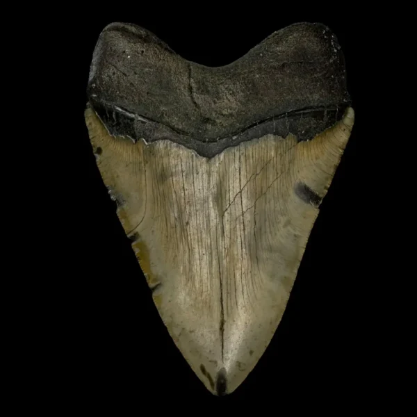 4.84" Megalodon Tooth Fossil - Image 2