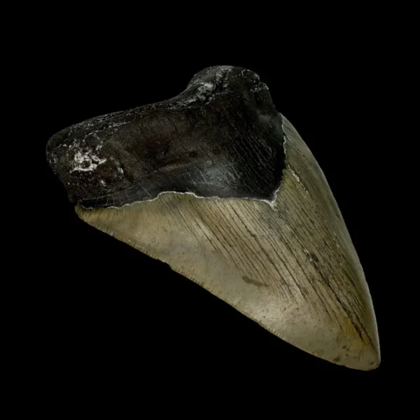 4.84" Megalodon Tooth Fossil - Image 4